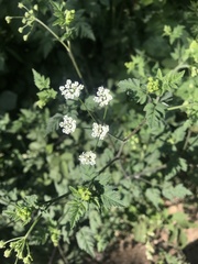 Chaerophyllum temulum