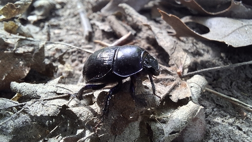 Woodland Dor Beetle