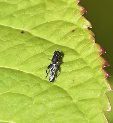 Thick-legged Hover Fly