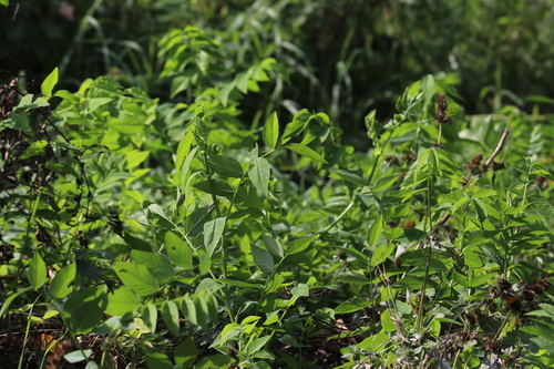 Eastern Goat's-rue