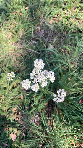 common yarrow