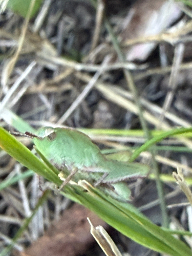 Green-striped Grasshopper