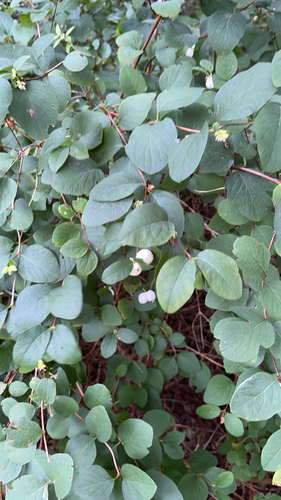 Common Snowberry