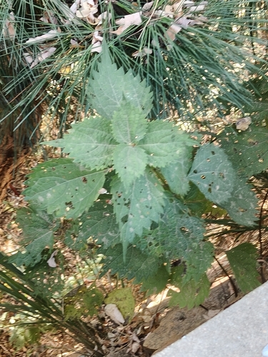 Boehmeria japonica observed 2026-09-23