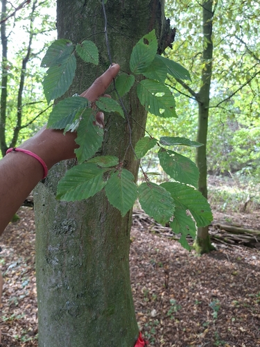 European Hornbeam