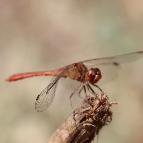 Southern Darter