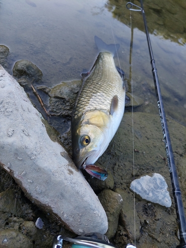 Cavedano Chub