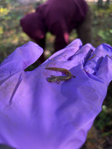Four-toed Salamander