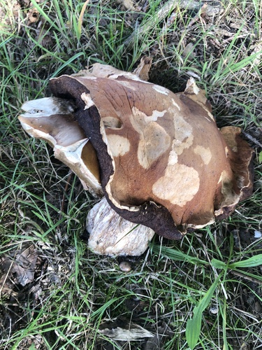King Bolete