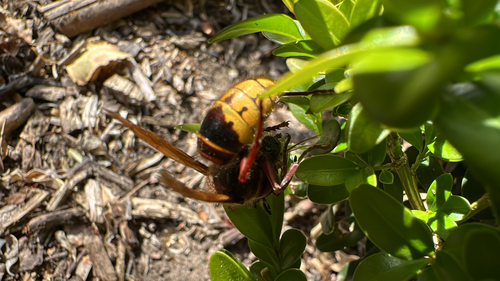 European Hornet