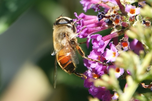 Common Drone Fly