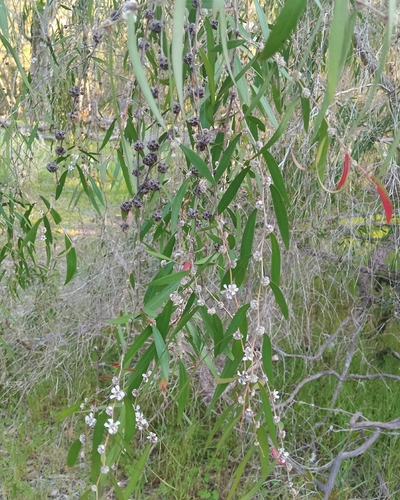 Western Australian Peppermint