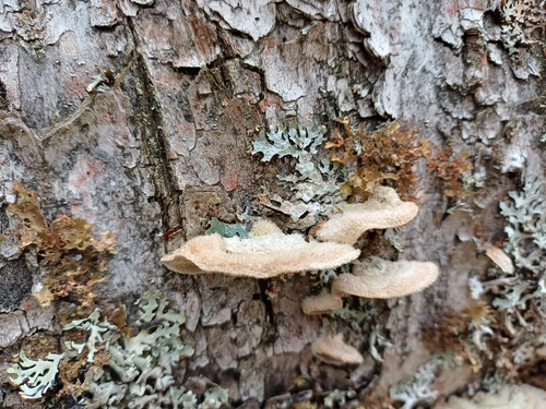 Mossy Maze Polypore