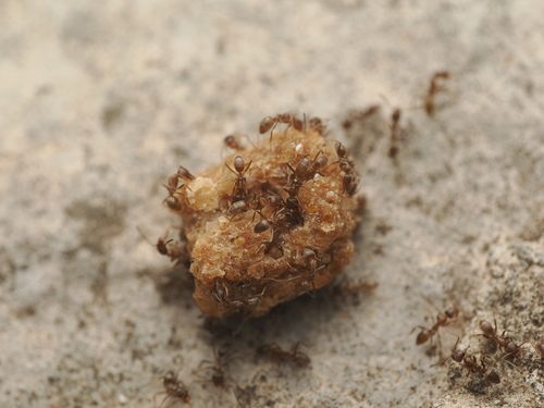 Argentine Ant
