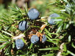 Juniperus communis hemisphaerica