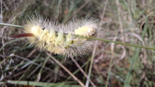 Pale Tussock Moth