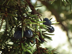 Juniperus communis hemisphaerica