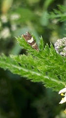 Dichrorampha sequana