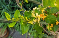 Lonicera japonica