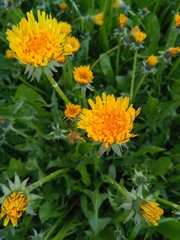Taraxacum officinale