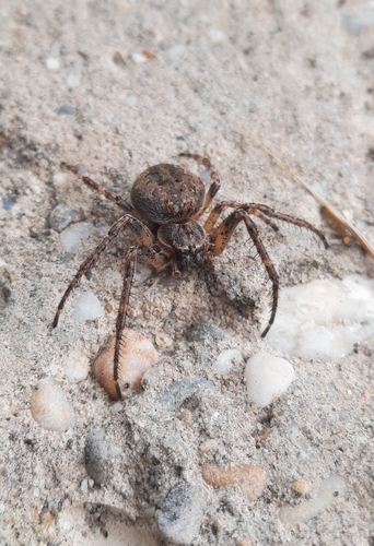 Larinioides ixobolus