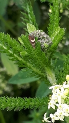 Dichrorampha sequana