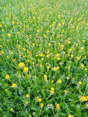Taraxacum officinale