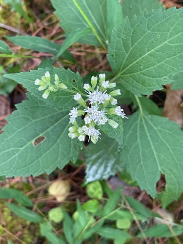 white snakeroot