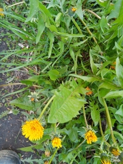 Taraxacum officinale