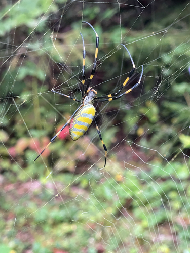 Joro Spider