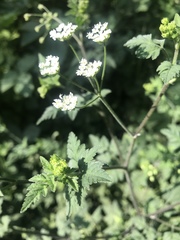 Chaerophyllum temulum
