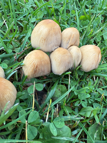 mica cap
