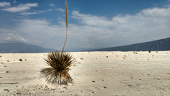 Dasylirion cedrosanum