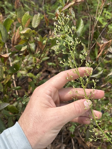 Southern horseweed