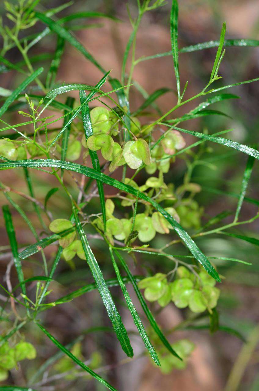 Dodonaea viscosa ssp. angustissima