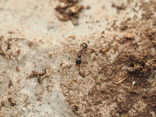 Aphaenogaster epirotes