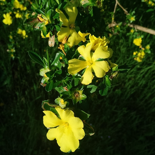 Cutleaf Hibbertia