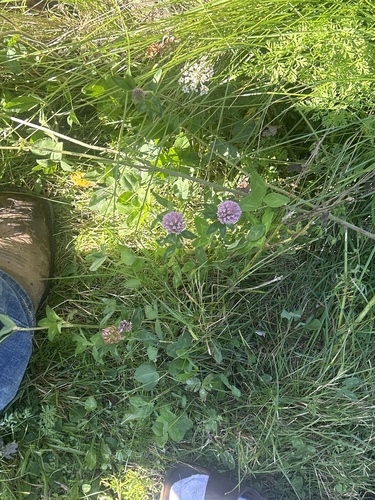Red Clover