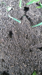 Lasius niger