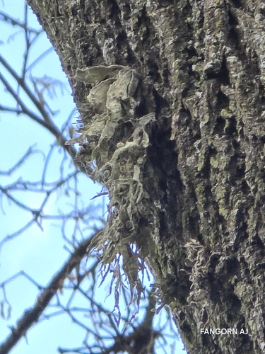 Cartilage Lichen