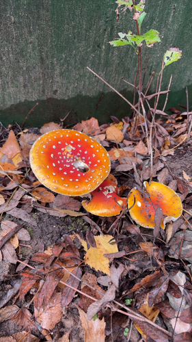 Fly Agaric