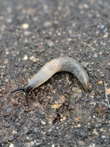 Black-headed Slug