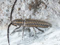 Dorcasta cinerea