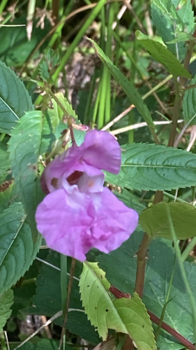 Himalayan balsam