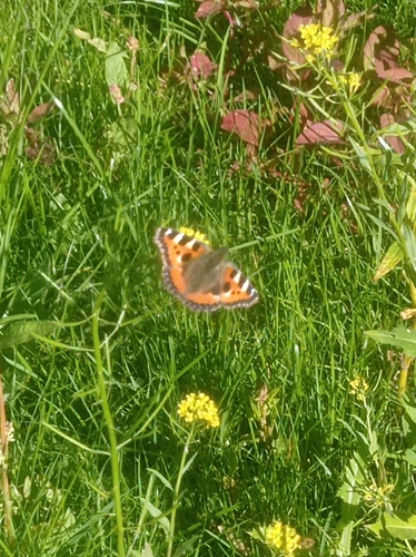 Small Tortoiseshell