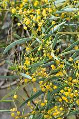 Acacia ligulata