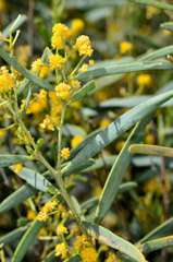 Acacia ligulata