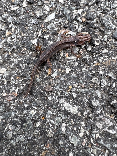 Eastern Newt