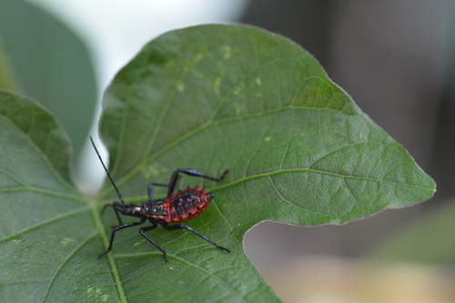 Citron Bug