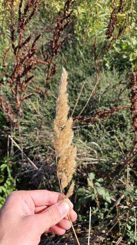 Calamagrostis epigejos, photograph 4